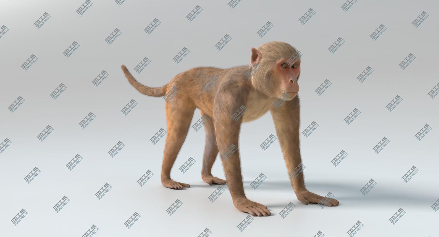 images/goods_img/2021040164/3D Monkey 2 Animated model/3.jpg